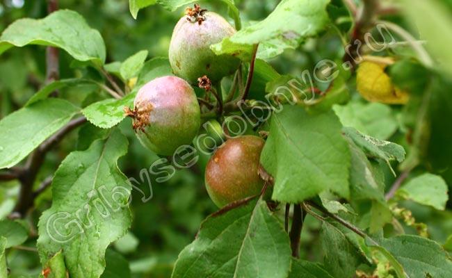 Лесные яблоки в середине июня на европейской части России