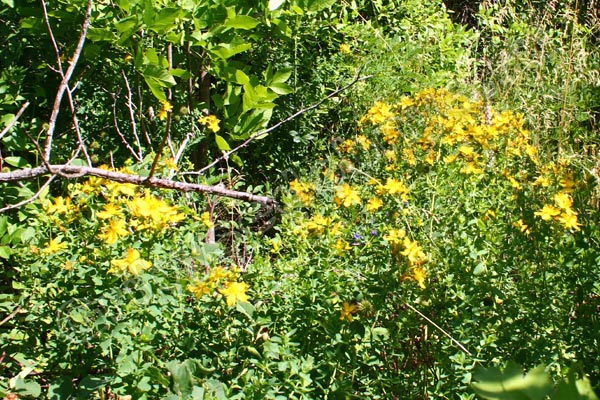 Лесная поляна с цветущим целебным растением зверобой фото
