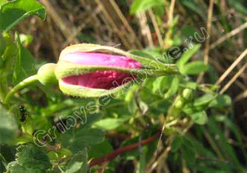 Нераскрывшийся бутон цветка шиповника удивительно напоминает бутоны роз
