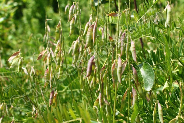 Съедобное растение мышиный горошек в июне