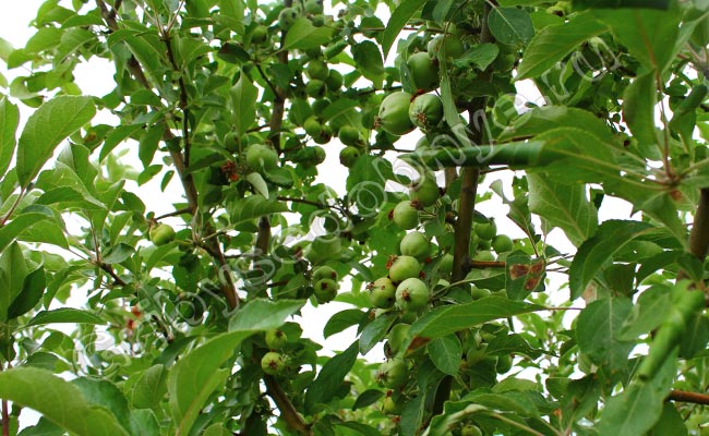 Яблоня дикорастущая в начале лета