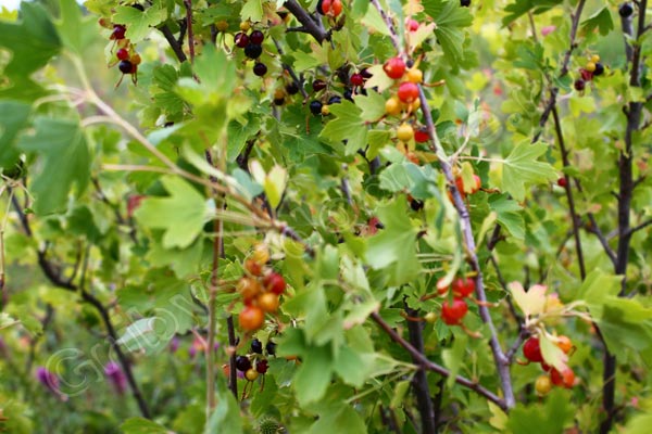 Куст лесной смородины с ягодами фото