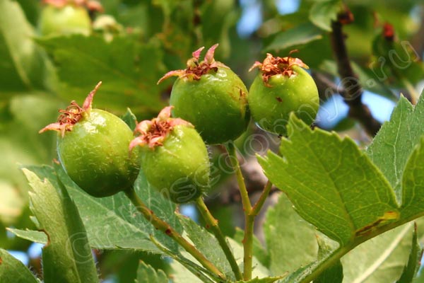 Незрелые плоды боярышника в начале лета фото