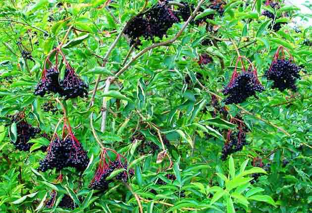 На фото куст со зрелыми плодами чёрной бузины