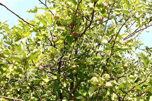 Лесные дикорастущие яблоки в середине июня на европейской части России