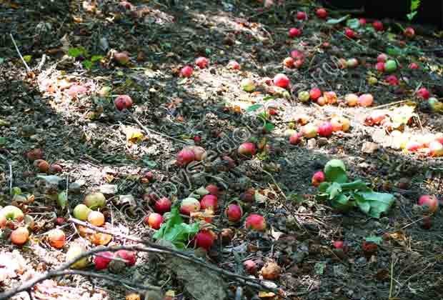 На фото спелые красные дикорастущие яблоки опали на землю