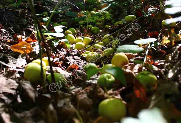Яблоки В Лесу Фото