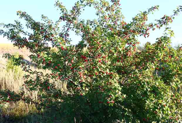 Куст боярышника со спелыми ягодами