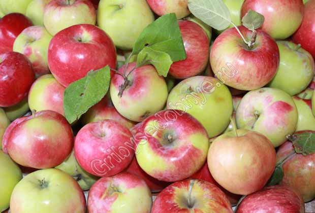 Как сохранить яблоки на зиму / Съедобные грибы, ягоды, травы