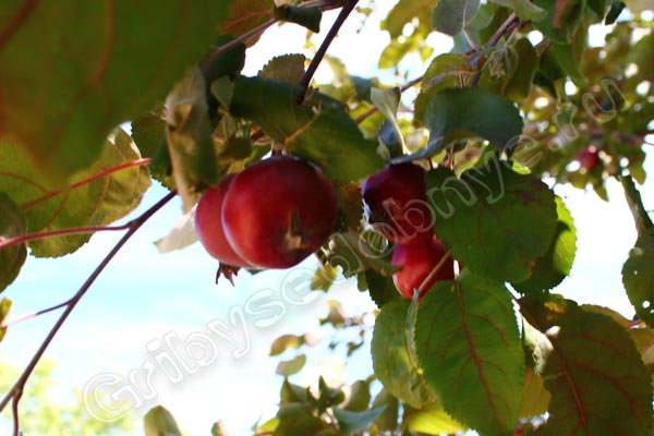 Один из сортов лесных яблок - Розовый