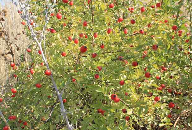 Красивый куст шиповника со спелыми ягодами в степной зоне России сентябрь месяц
