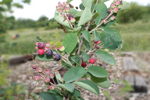 Ирга обыкновенная - фото куста с ягодами