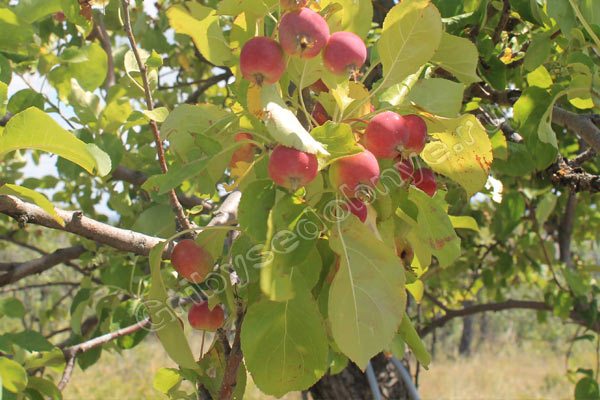Спелые яблоки дички в лесу фото