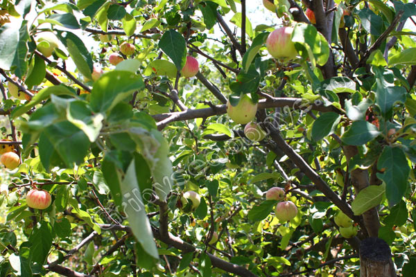 Дерево со спелыми лесными яблоками
