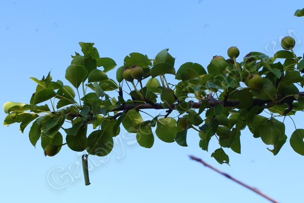 Плоды лесной груши на фоне голубого неба