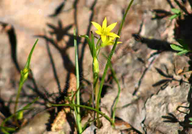 На фотографии запечетлен весеннее цветущее растение гусиный лук