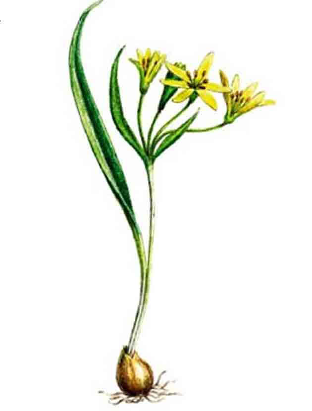 Нарисованное растение гусиный лук