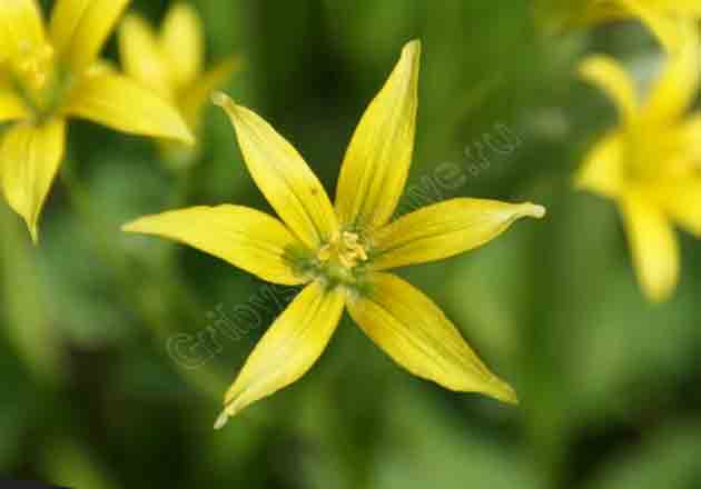 На фото жёлтый цветок весеннего растения