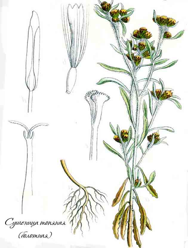 Ботаническое описание сушеницы топяной