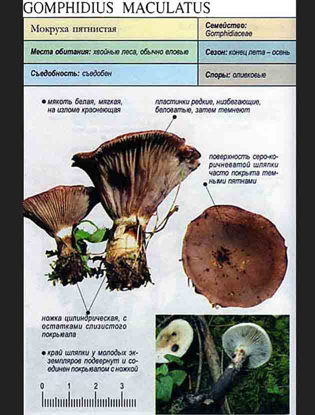 описание мокрухи пятнистой из справочника съедобных грибов