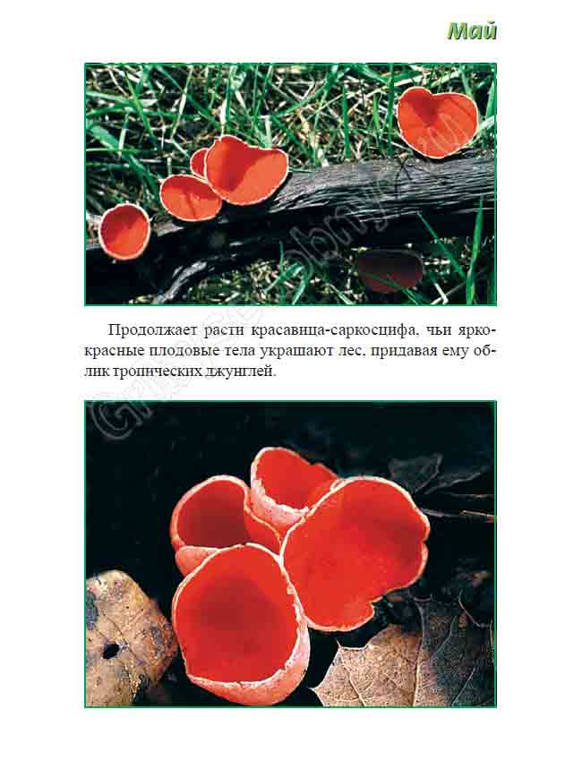 Встречается, как и в апреле, красивейший гриб саркосцифа