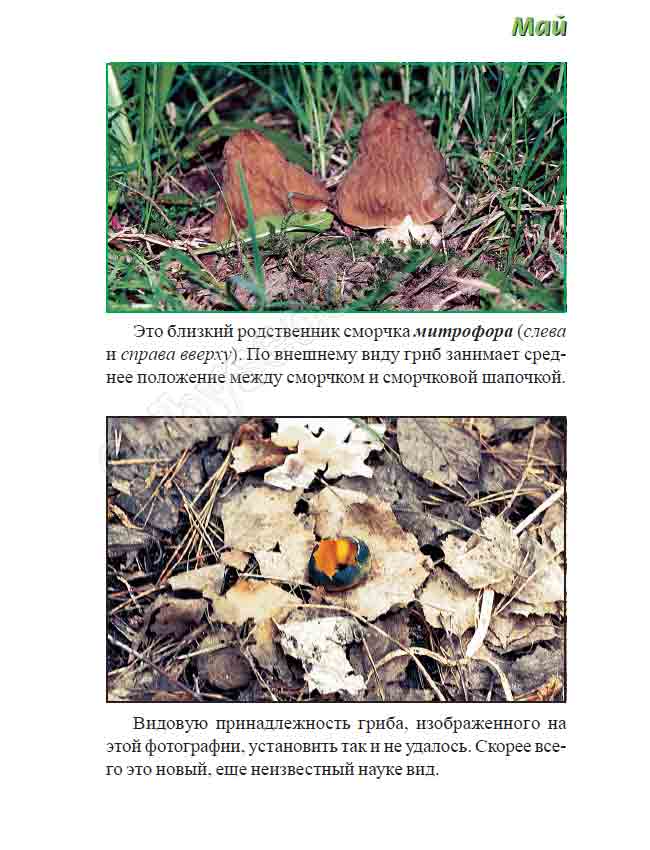 Близкий родственник сморчка - митрофора, тоже любит селиться в майском лесу