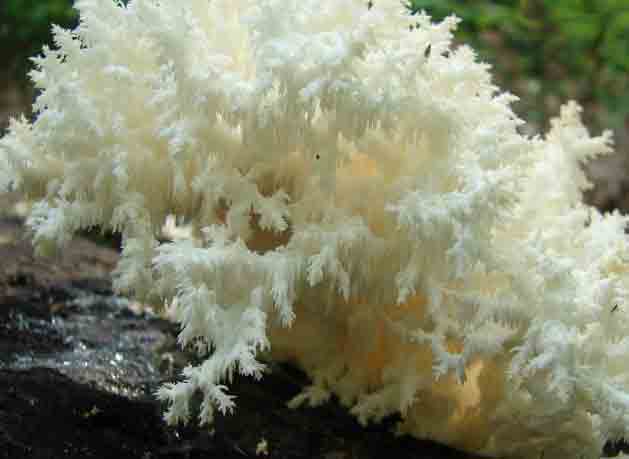 Фотография коралллового гриба