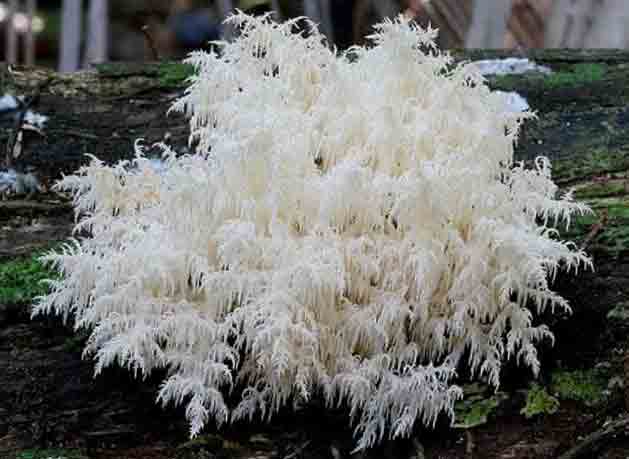 Ежёвик кораловый растущий на поваленном дереве