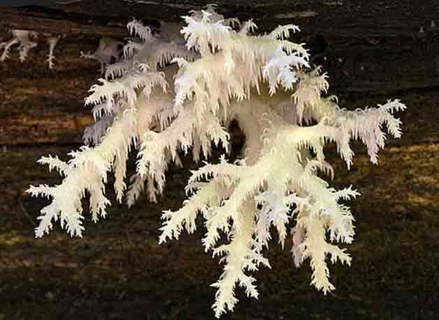 Отросток молодого гриба очень похож на кораллы, которые растут на рифах