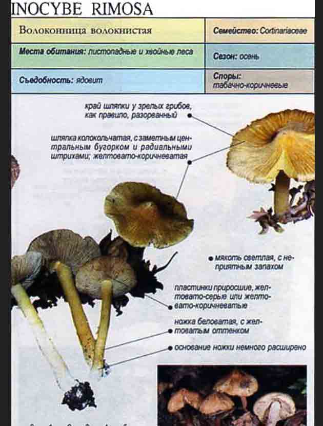 Волоконница волокнистая - описание ядовитого гриба из научного справочника