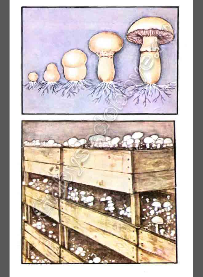 Рисунок как вырастить грибы шампиньоны