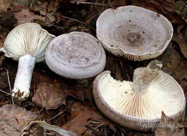Фото грибов серушек или груздей серо-лиловатых