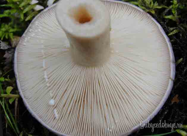 Вид снизу на шляпку гриба