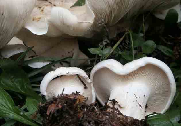 Два маленьких гриба на фоне переростков