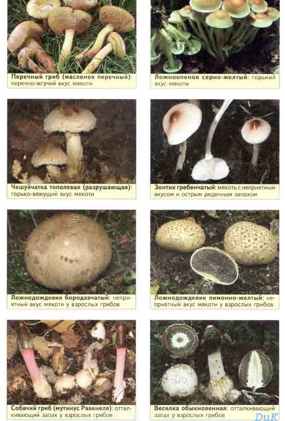 Съедобные грибы и их двойники 5