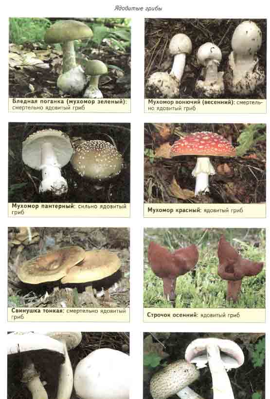 Съедобные грибы и их двойники 6
