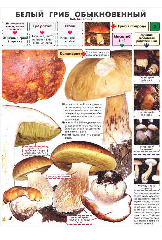 Справочник-определитель съедобных грибов 2 страница