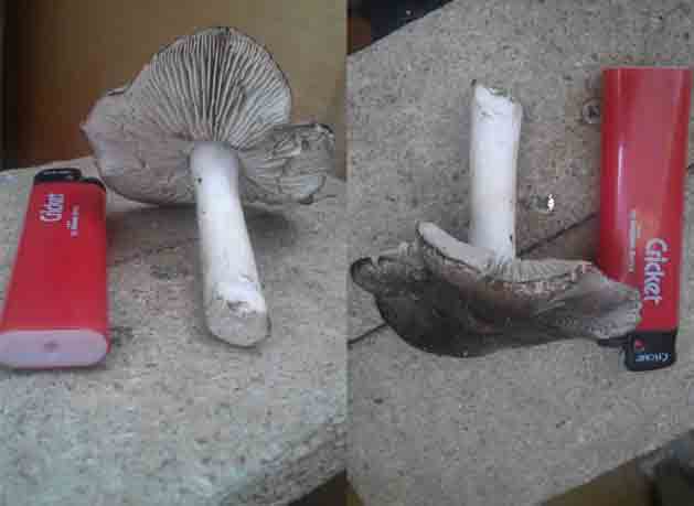 Неизвестный гриб с серой шляпкой фото 1 и 2