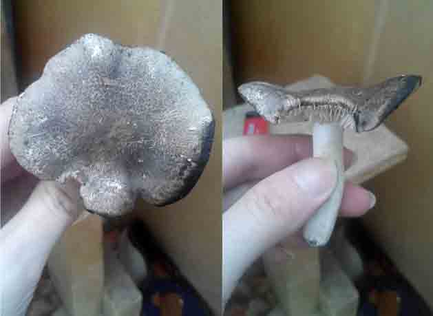Неизвестный гриб с серой шляпкой фото 3 и 4