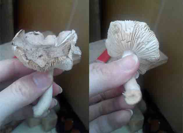 Неизвестный гриб с серой шляпкой фото 5 и 6