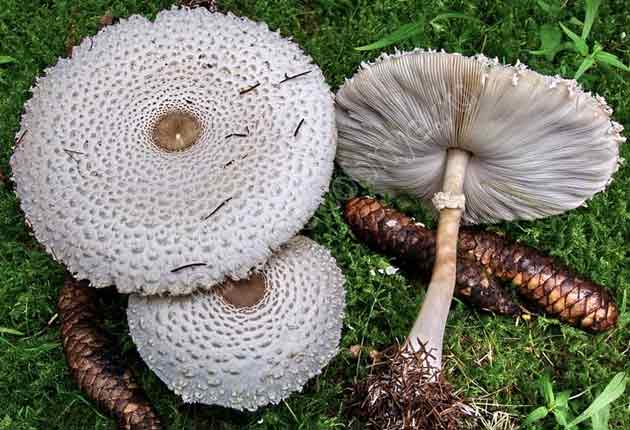 На фото грибы-зонтики девичьи в зрелом виде