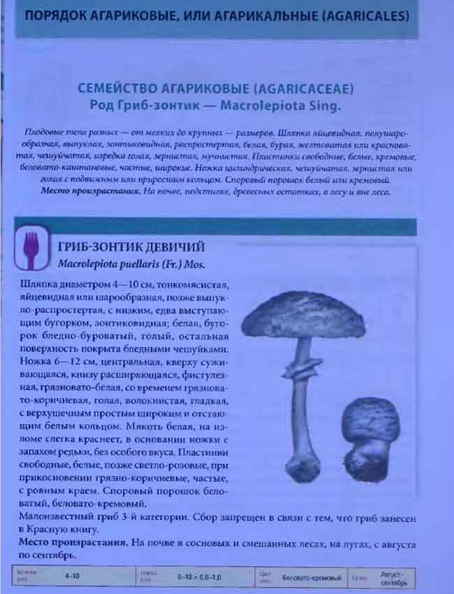 На картинке изображение гриба-зонтика девичьего с подробным описанием гриба