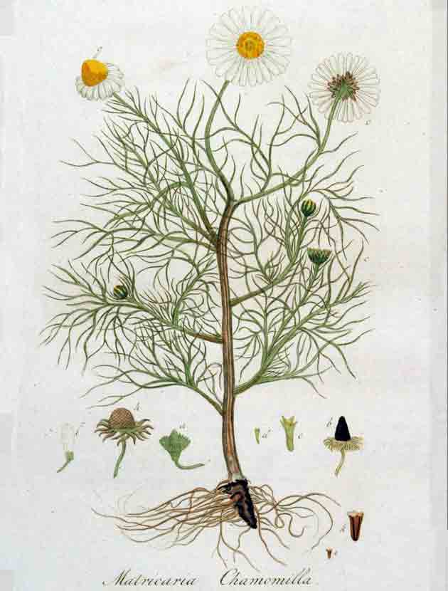 На картинке изображена ромашка аптечная в полном размере от корней до цветочков