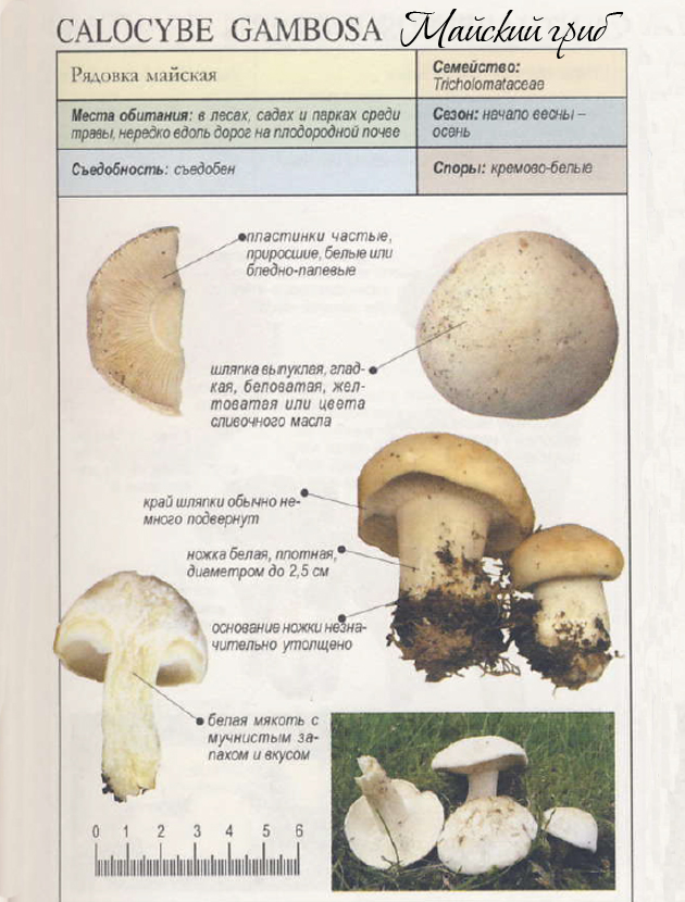 Картинка майского гриба или рядовки майской из энциклопедии