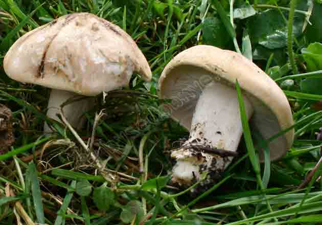 На фото два майских гриба в зелёной траве