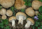 Майский гриб в научных кругах называют как Калоцибе майская , а в народе получил такие названия как рядовка майская, Георгиев гриб, майка.
