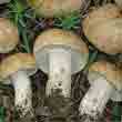 Майский гриб в научных кругах называют как Калоцибе майская , а в народе получил такие названия как рядовка майская, Георгиев гриб, майка