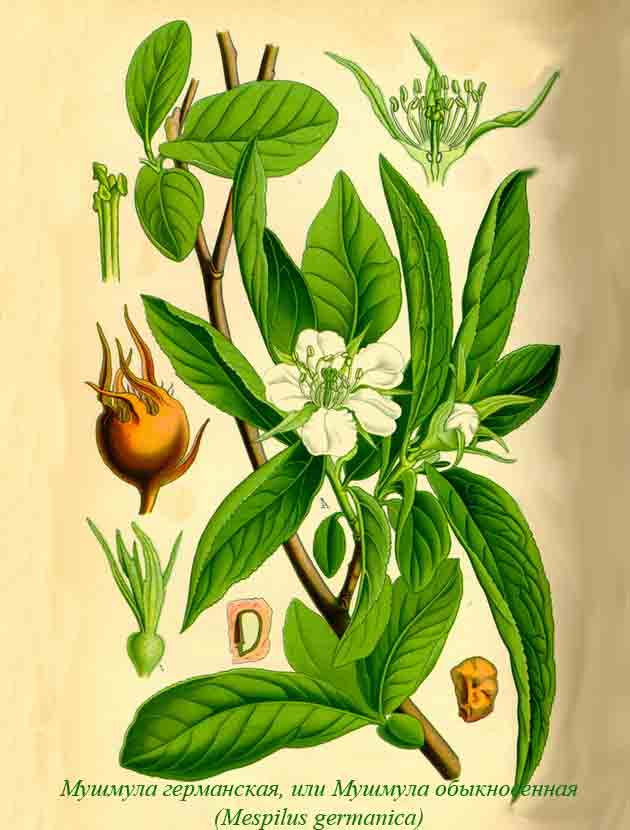 Ботаническая иллюстрация мушмулы обыкновенной или германской
