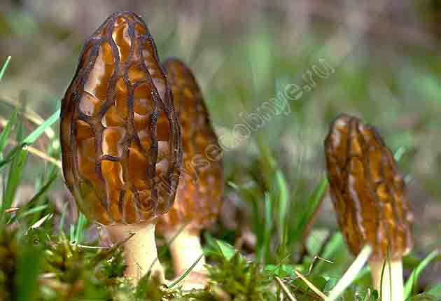 Конические сморчки весенние деликатесные грибы, хоть немного и жутковато-красиво выглядят