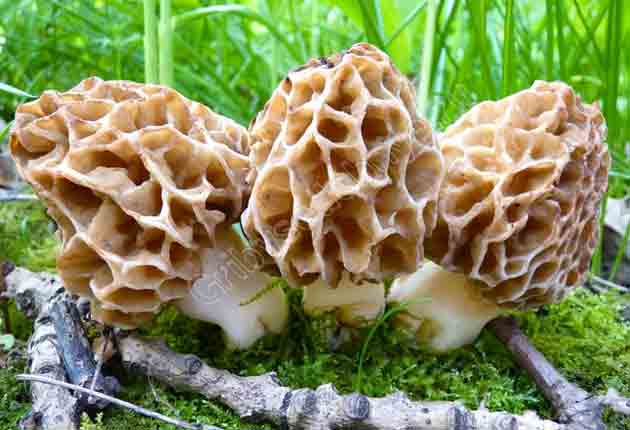 Три весенних съедобных гриба - сморчки настоящие